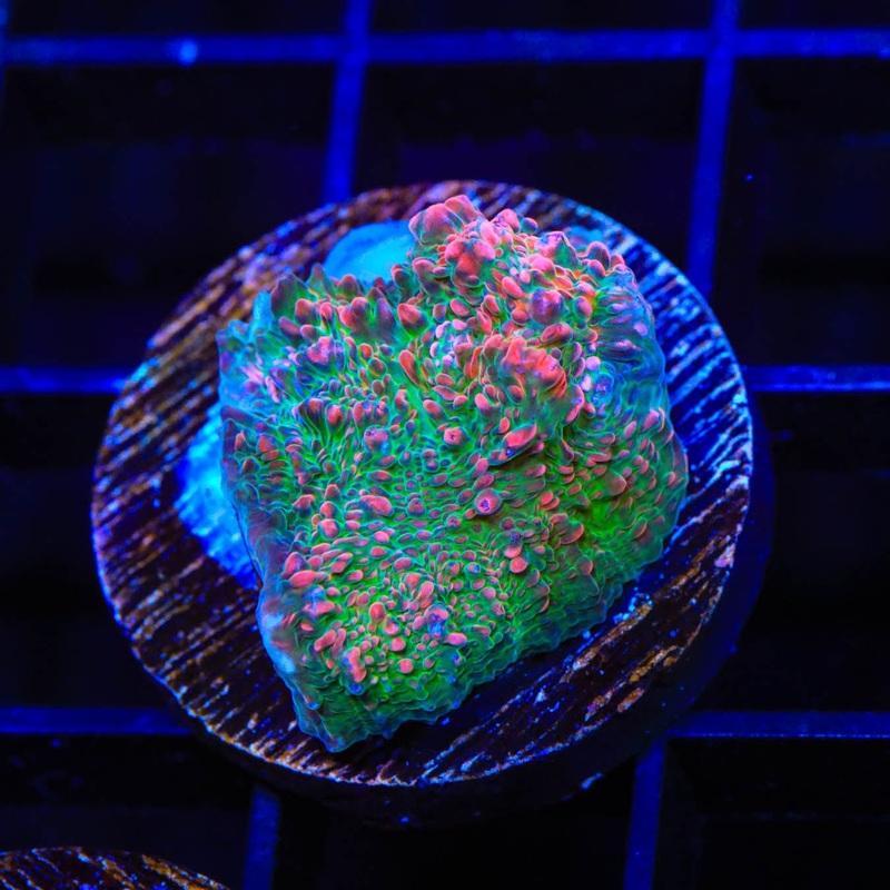 TSA Patrick Star Chalice Coral