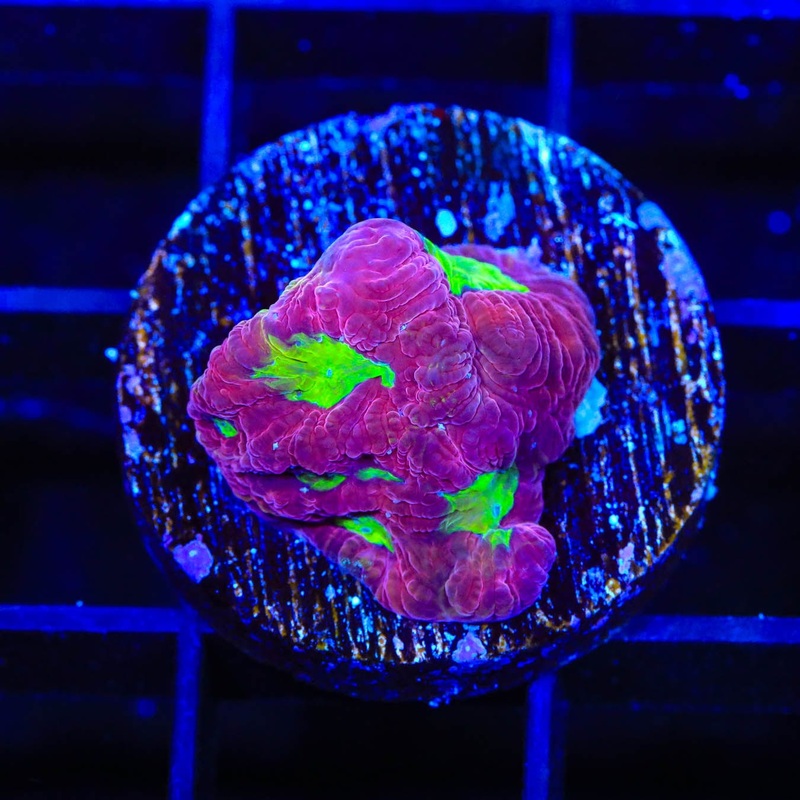 TSA Plasma Pool Favia Coral