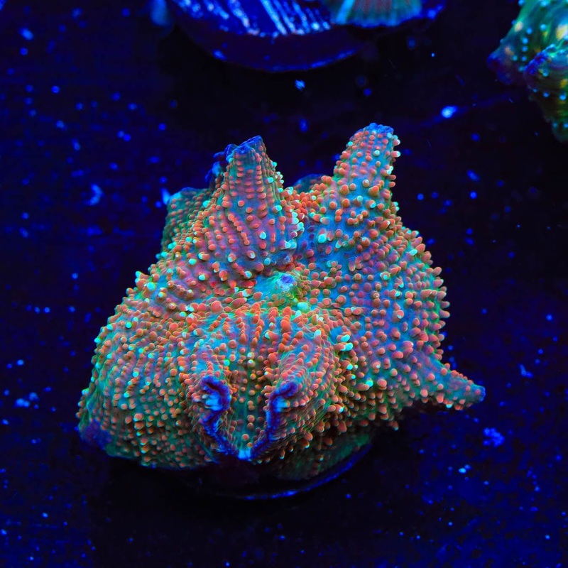 TSA Pumpkin Space Mushroom Coral