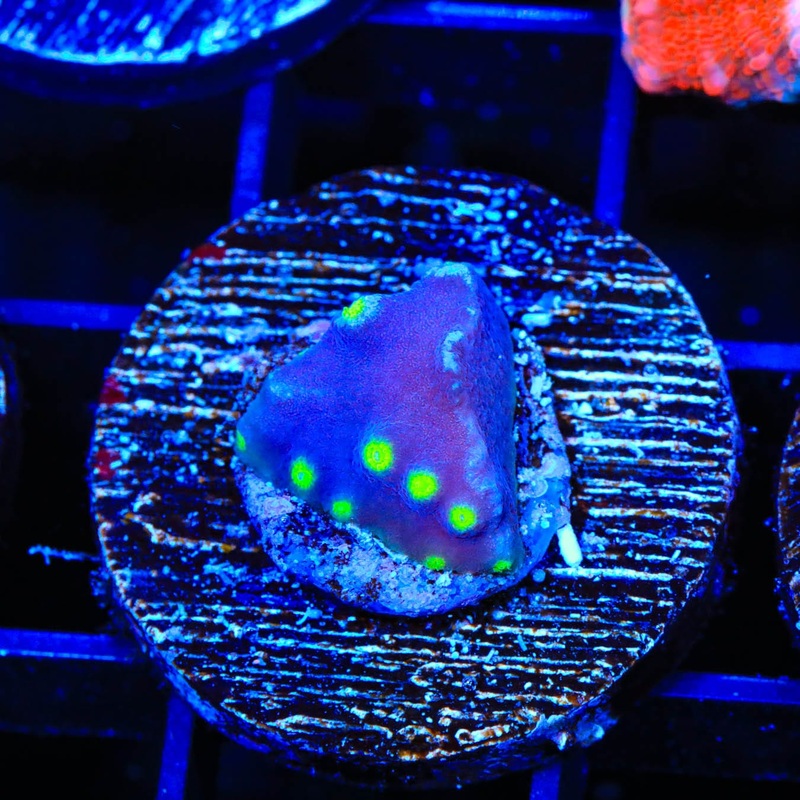 TSA Purple Dinosaur Scroll Coral