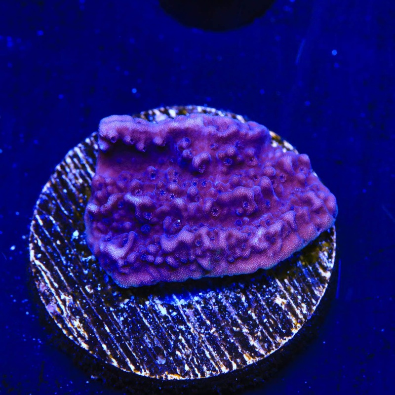 TSA Purple Montipora Cap Coral