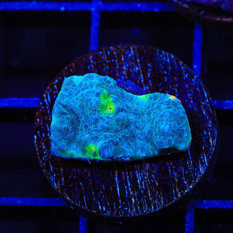TSA Raspberry Rainbow Chalice Coral