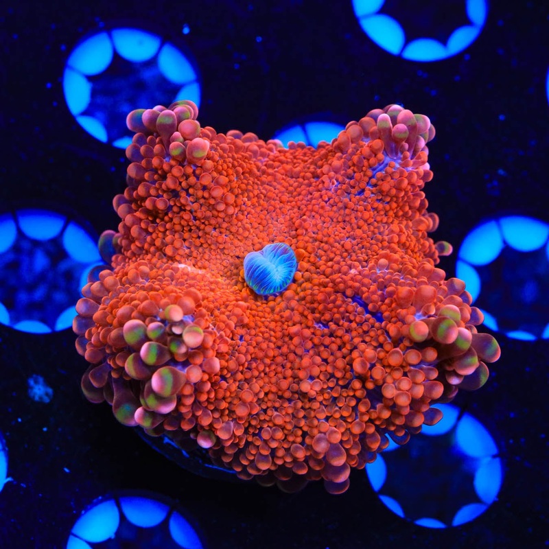 TSA Redzilla Yuma Coral