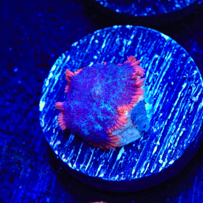 TSA Saturn Ring Rhodactis Mushroom Coral