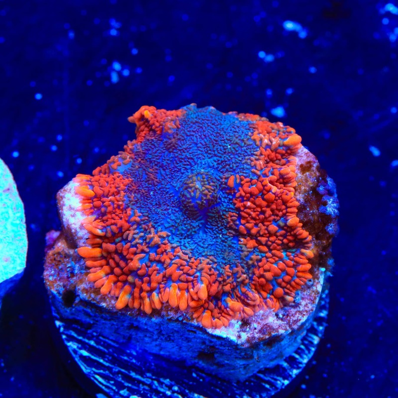 TSA Slow Burn Rhodactis Mushroom Coral