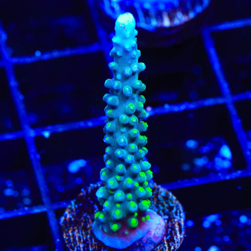 TSA Snozzberry Acropora Coral