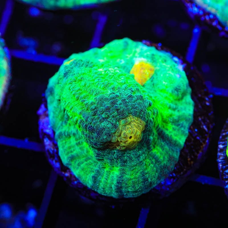 TSA Space Dune Chalice Coral