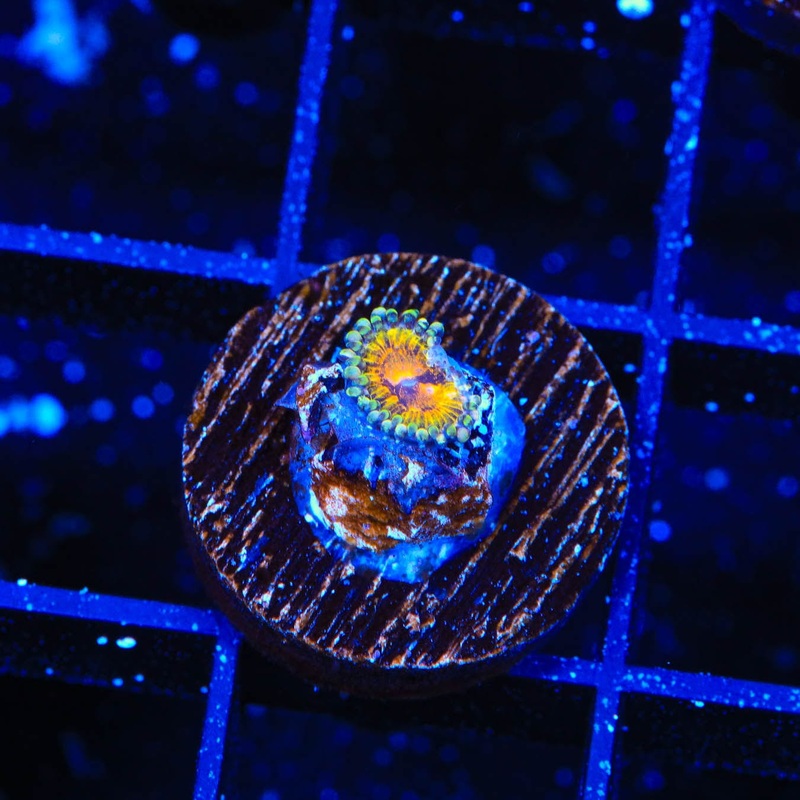 TSA Space Leopard Zoanthids Coral