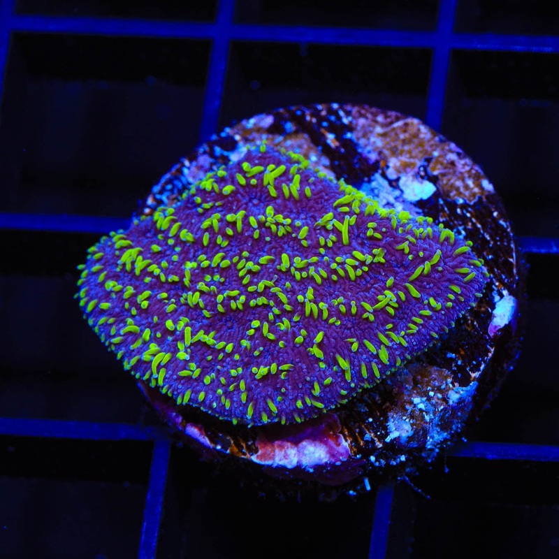 TSA Space Ranger Lithophyllon Coral