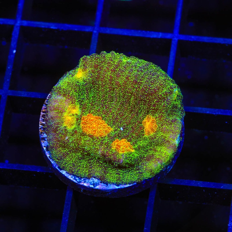 TSA Sparkle Invader Chalice Coral