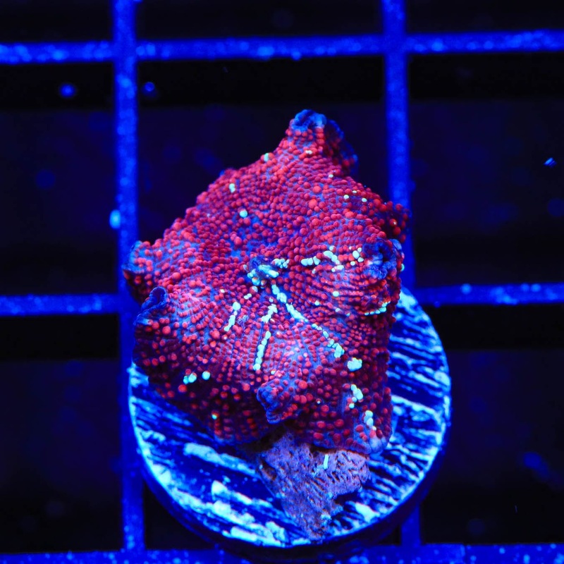 TSA Streaker Mushroom Coral