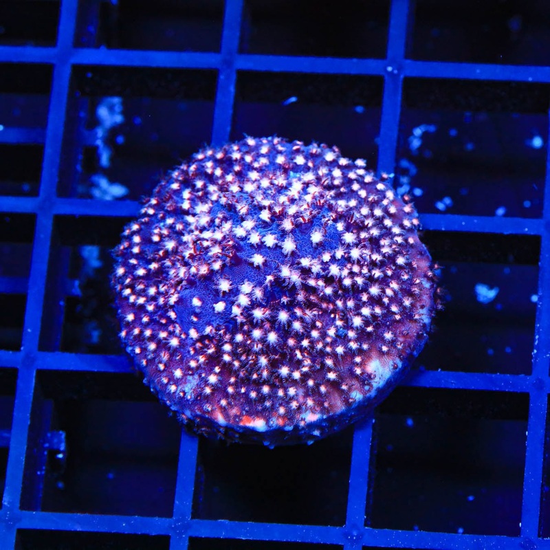 TSA Sweet Heart Stylocoeniella Coral