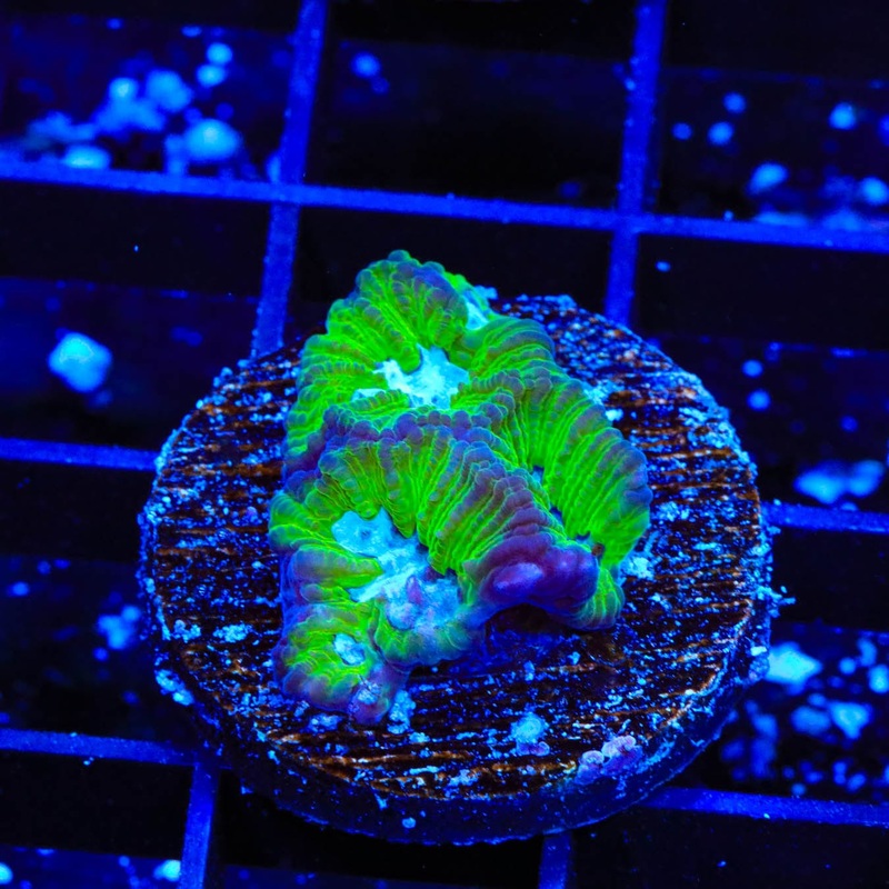 TSA Tide Pool Favia Coral