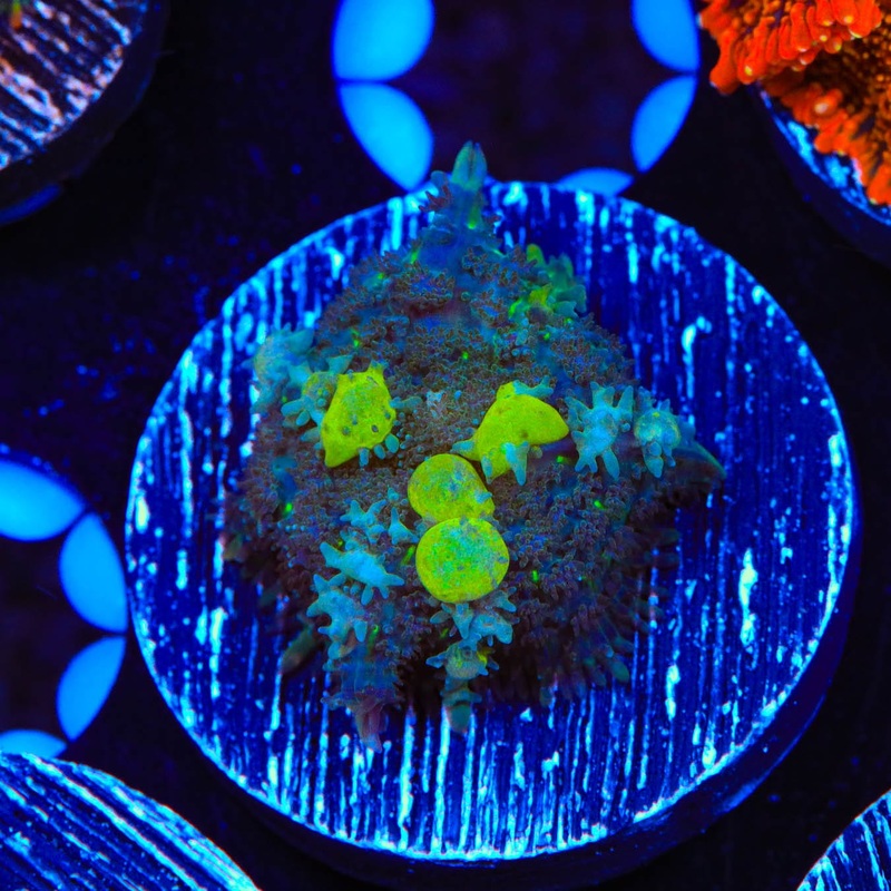 TSA Toxic Bounce Mushroom Coral