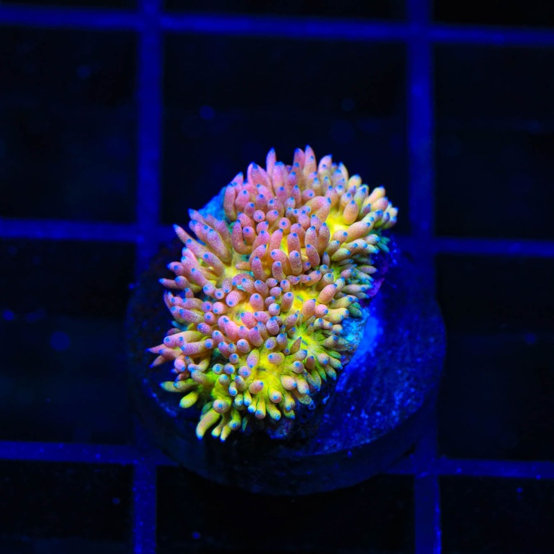 TSA Tropic Thunder Goniopora Coral