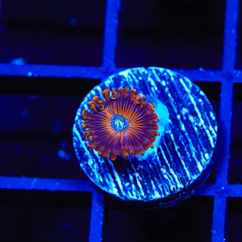 TSA Wizard Zoanthids Coral