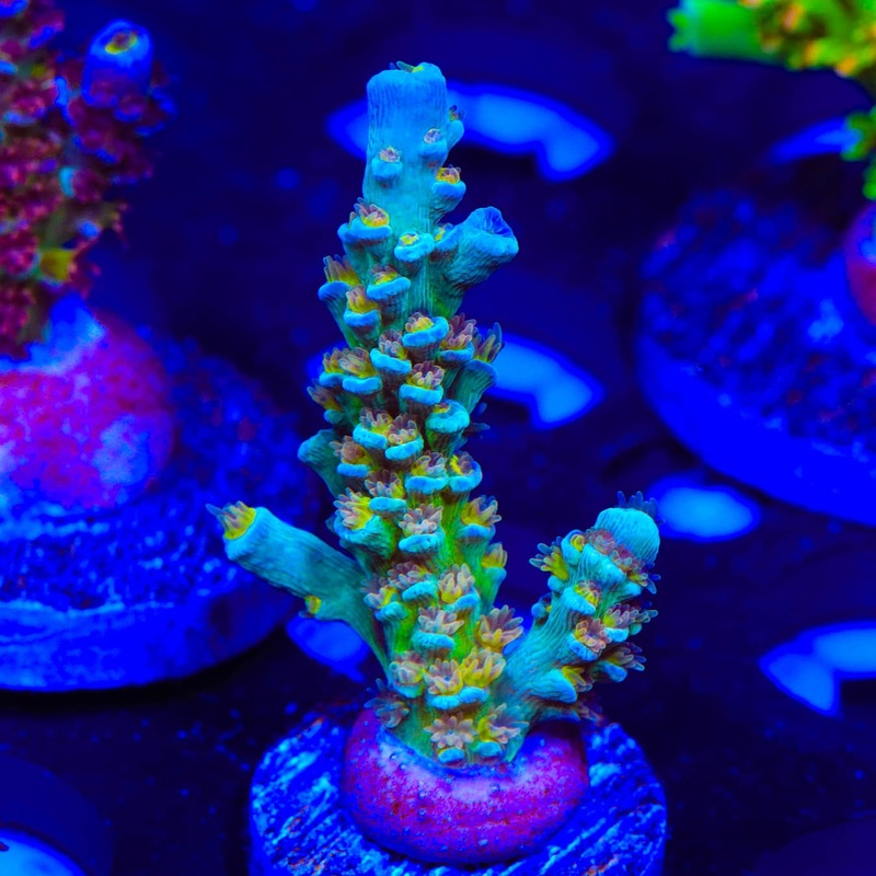 UC Donna Acropora Coral