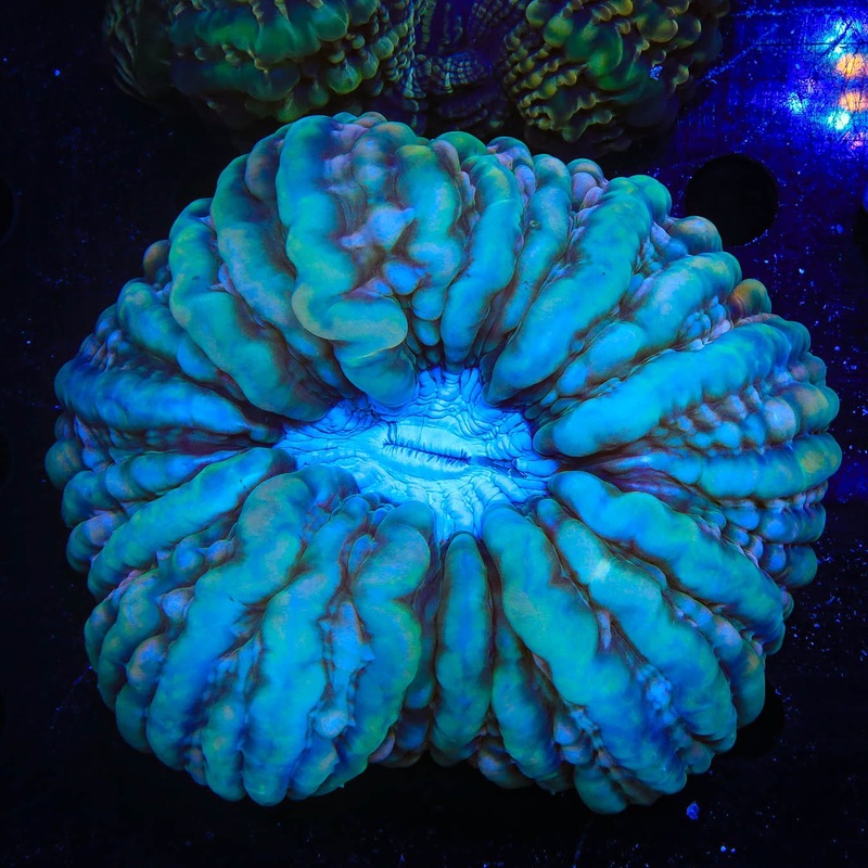 Ultra Cynarina Coral