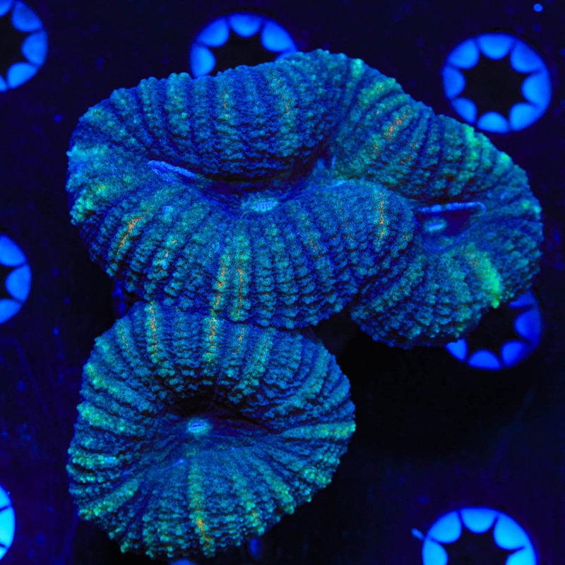Ultra Lobo Colony Coral