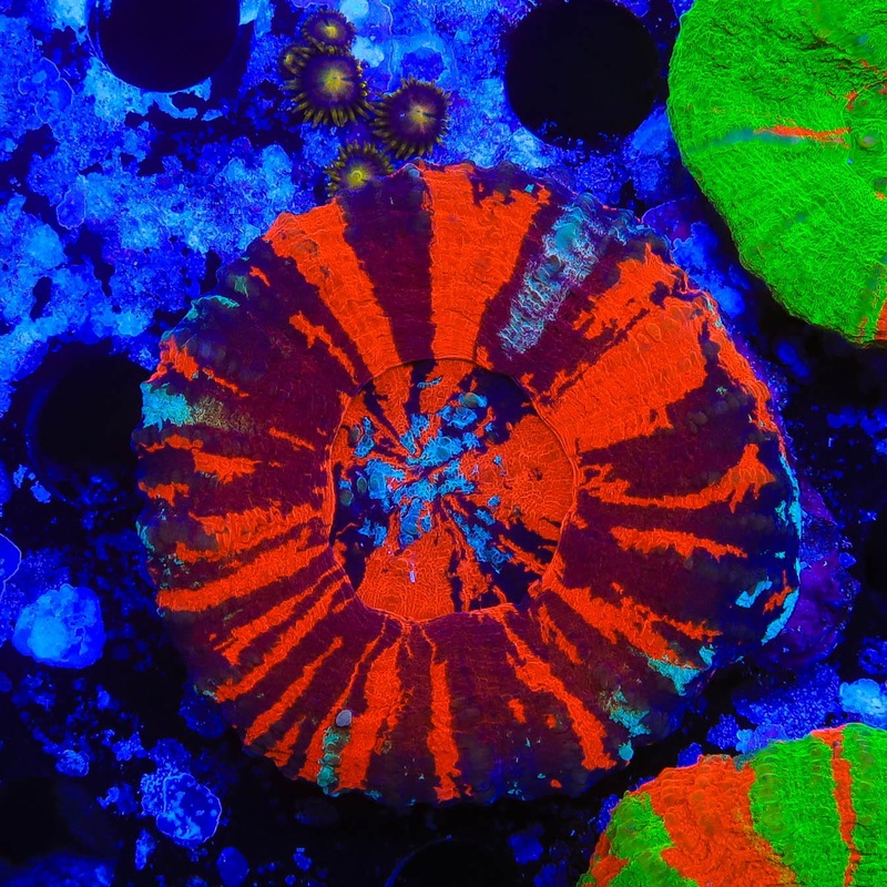 Ultra Scolymia Coral