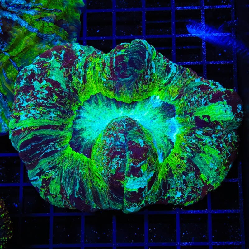Ultra Trachyphyllia Coral
