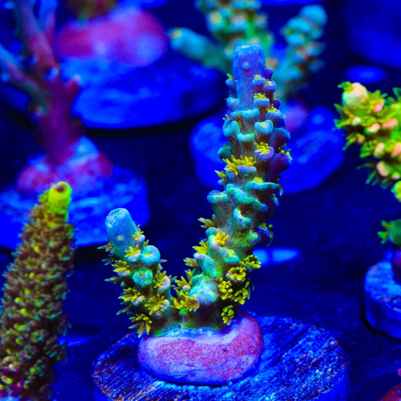 Walt Disney Acropora Coral