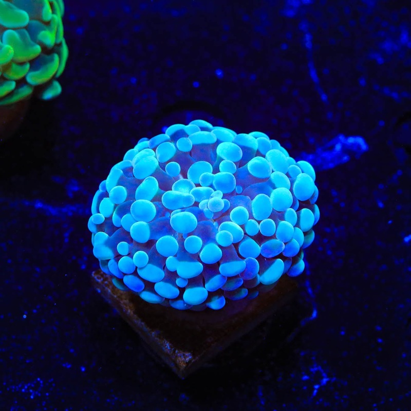 White Tip Frogspawn Coral