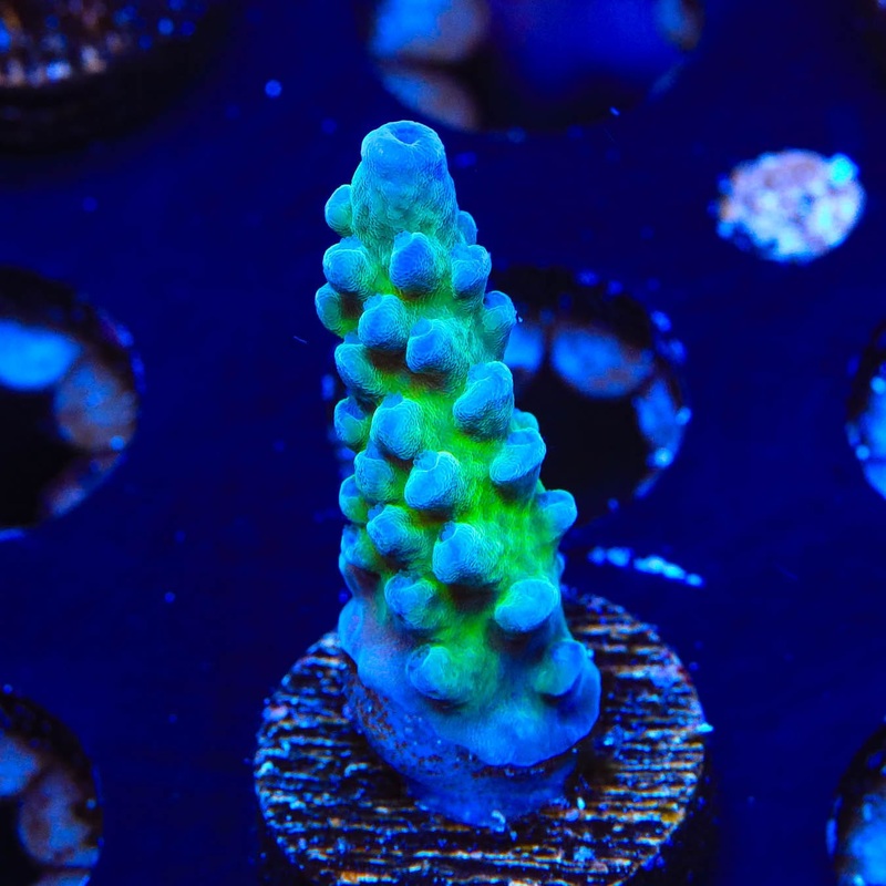 WWC Yellow Tips Coral