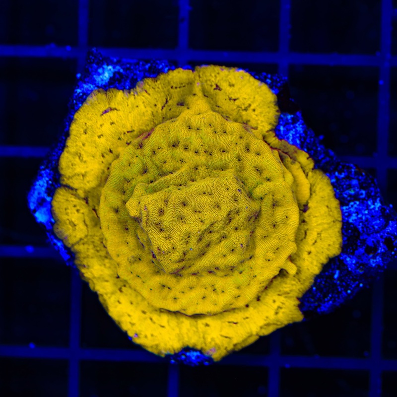 24k Gold Leptoseris XL Frag Coral