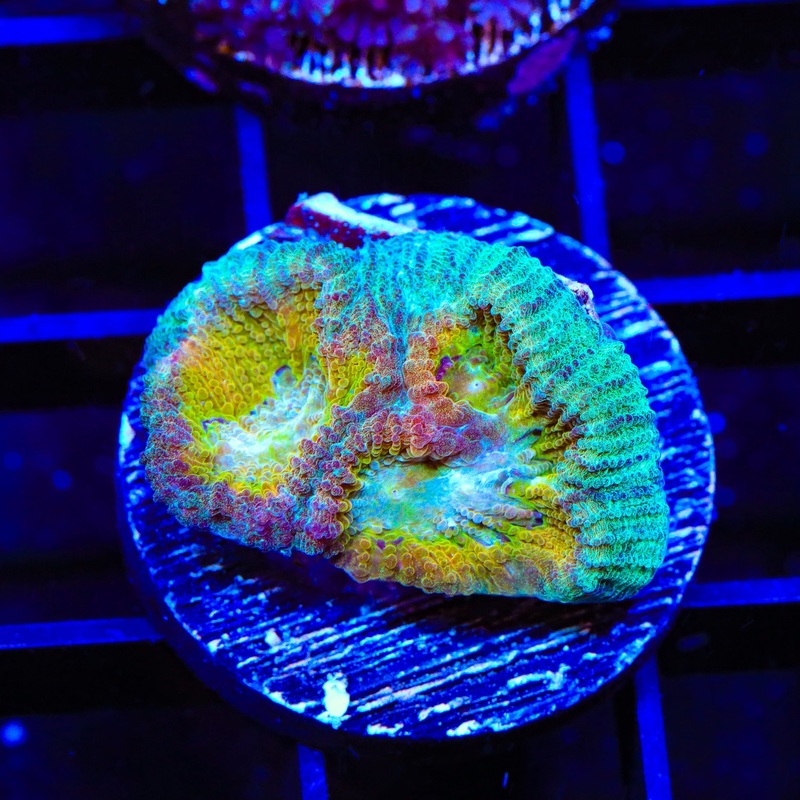 ACI Drunk Monkey Favia Coral