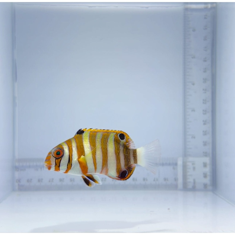 Aussie Harlequin Tusk Fish