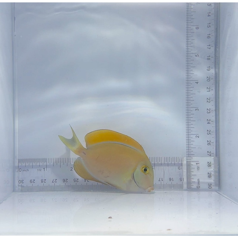 Bariene Tang Fish