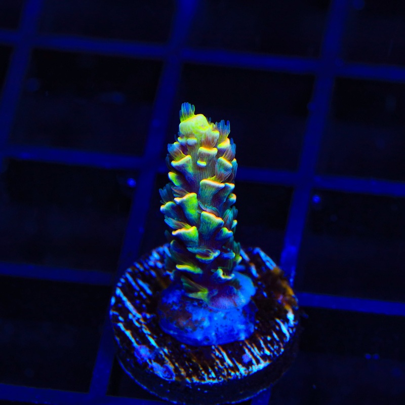 BkChem Froot Loops Acropora Coral