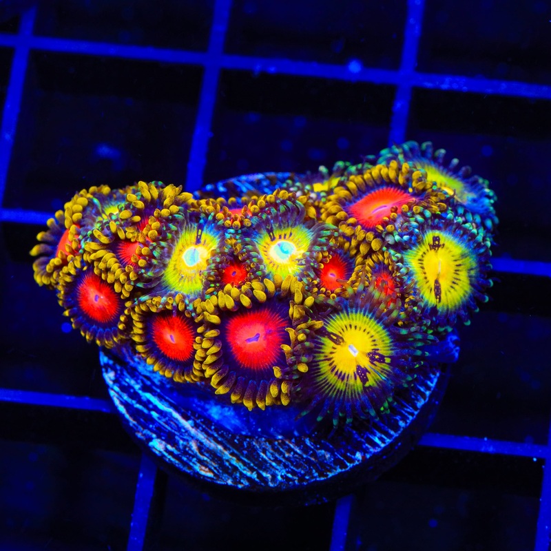 Butt Muncher and Yellow Brick Road Combo Zoanthids Coral