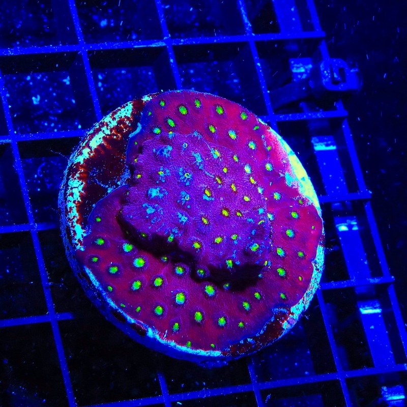 CB Bling Bling Cyphastrea XL Frag Coral
