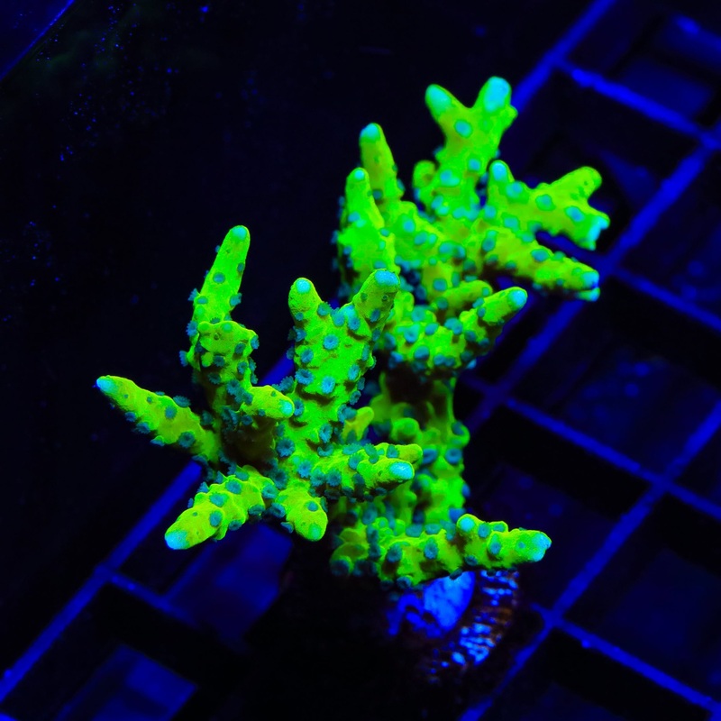 CB The Thing Anacropora Colony Coral