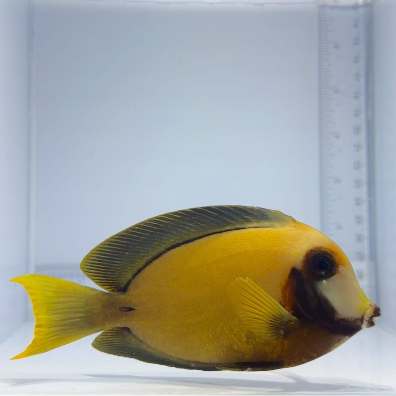 Chocolate Mimic Tang Fish