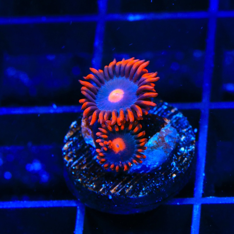 Clementine Zoanthids Coral