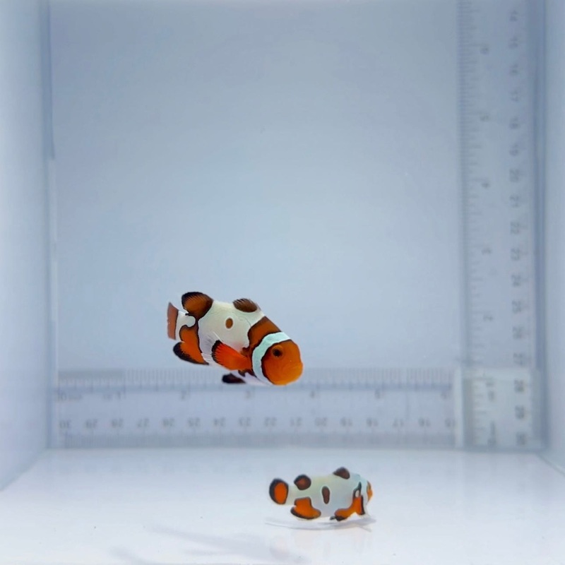 Extreme Gladiator Clownfish Pair