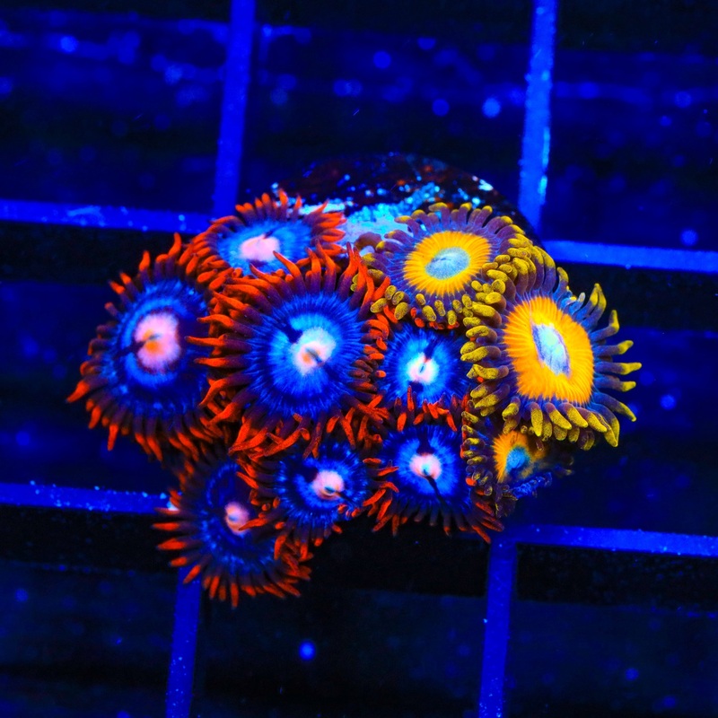 Fire and Ice Scrambled Eggs Combo Zoanthids Coral