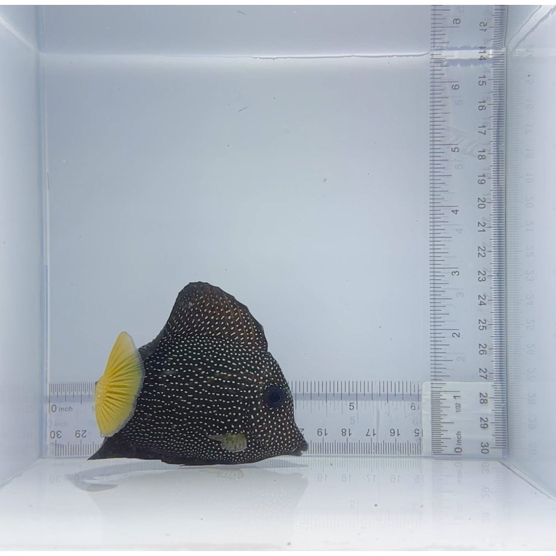 Gem Tang