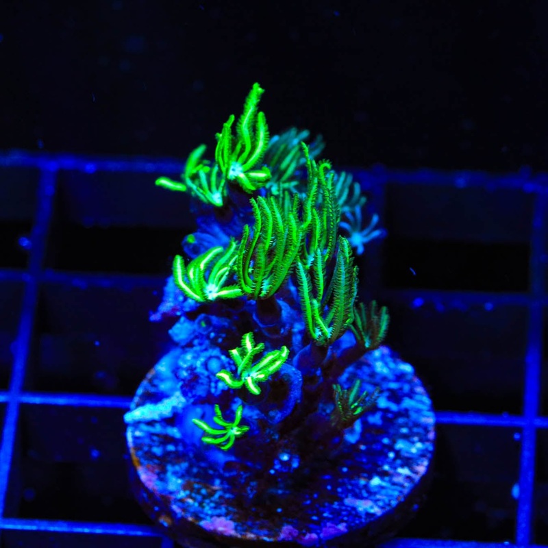 Green Aussie Pipe Organ Coral