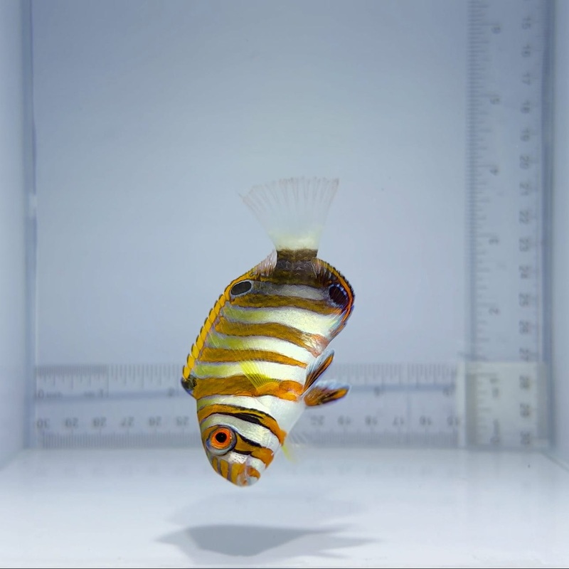 Harlequin Tusk Fish