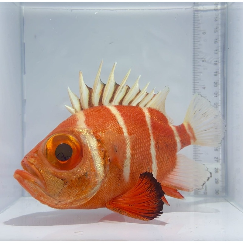 Japanese Bigeye Catalufa