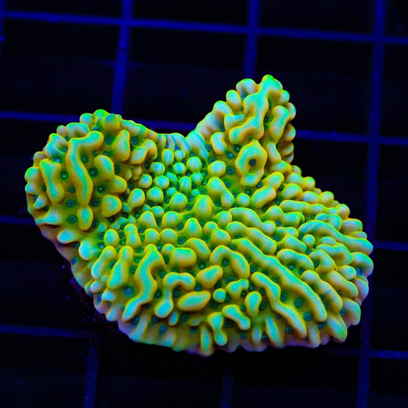 JF Beach Bum Montipora XL Frag Coral
