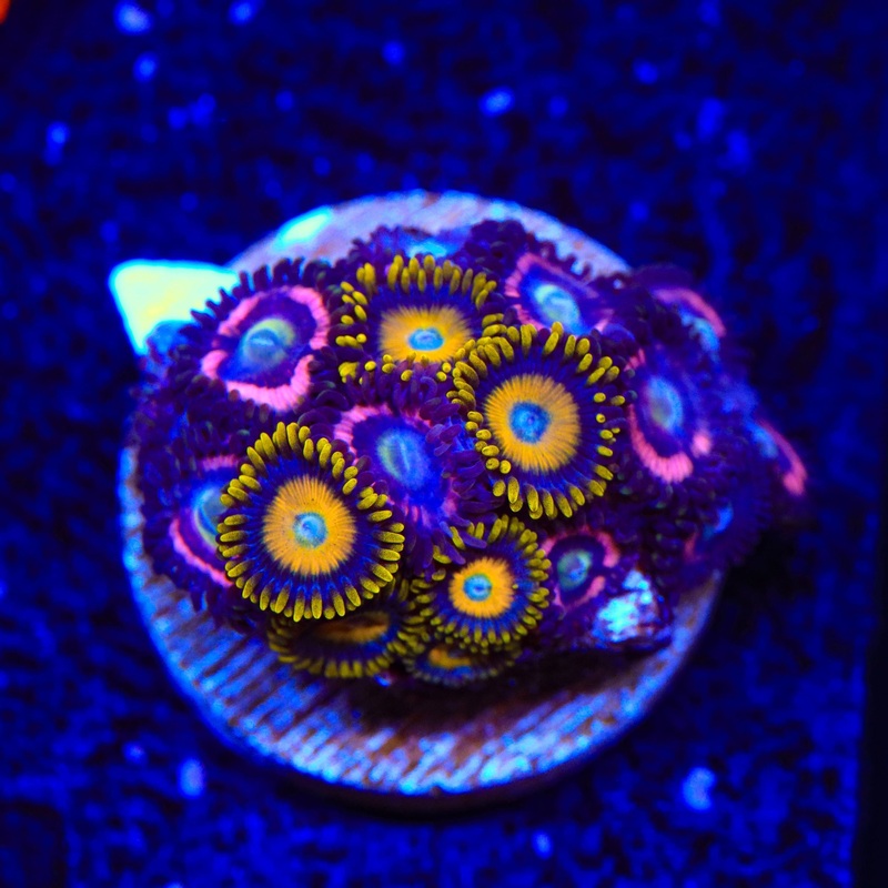 JF Daisy Duke and Scrambled Eggs Combo Zoanthids Coral