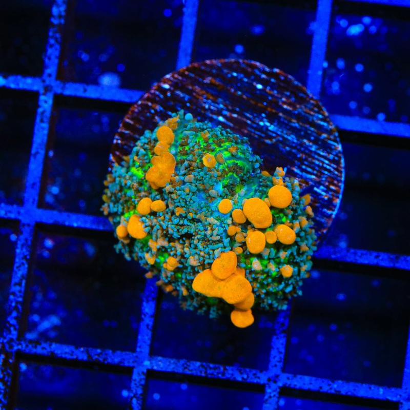 JF Sunkist Bounce Mushroom Coral