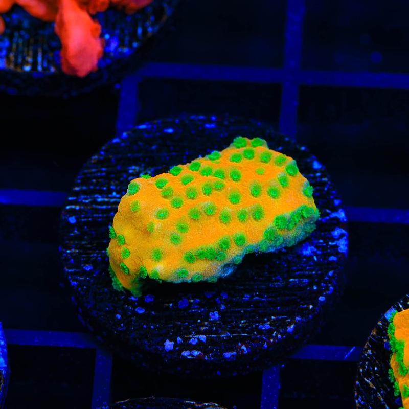 JF Sweet Tooth Montipora Coral