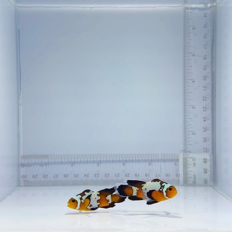 Long-fin Bullet Hole Clownfish Pair