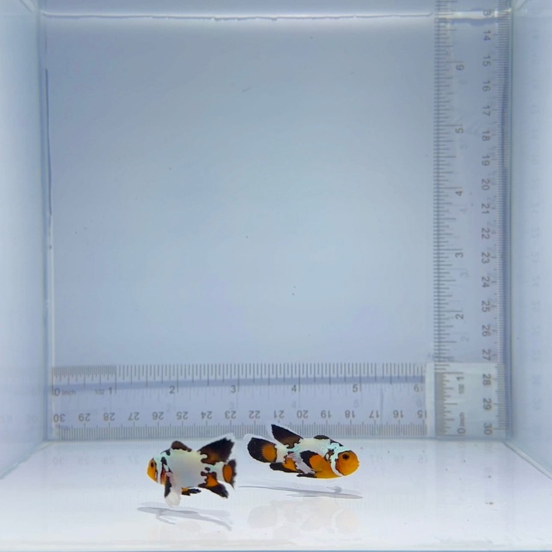 Long-fin Extreme Snow Clownfish Pair